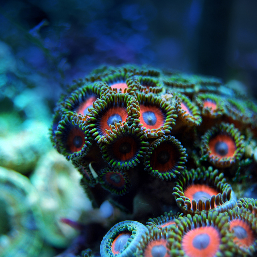 Assess the impact of global warming on coral life system with examples ...